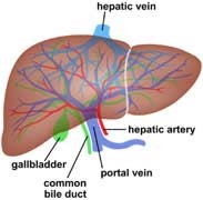 liver physiology