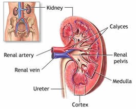 What function does a calyx perform in the kidneys?