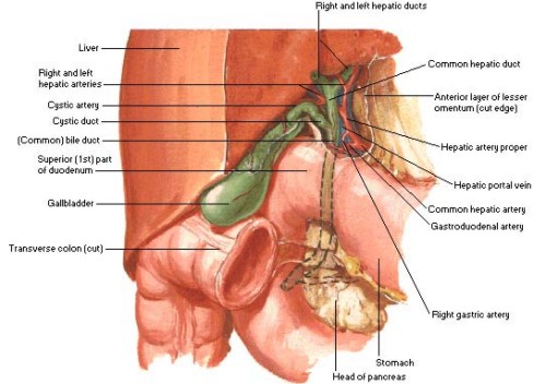 common bile duct anatomy. Anatomy of the Gallbladder